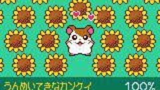 Screenshot Tottoko Hamtaro: Tomodachi Daisakusen Dechu 3