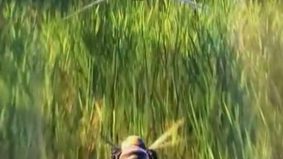 Screenshot Be a Bee 2