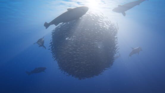 Screenshot Beyond Blue 2